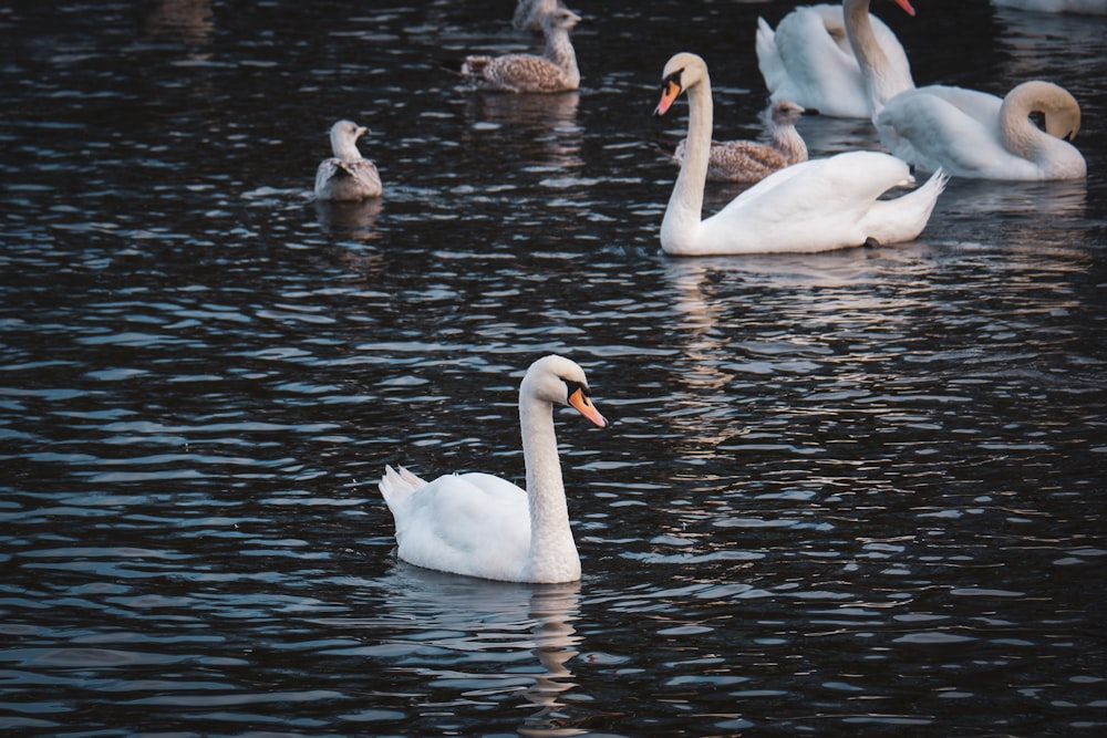 Außenalster