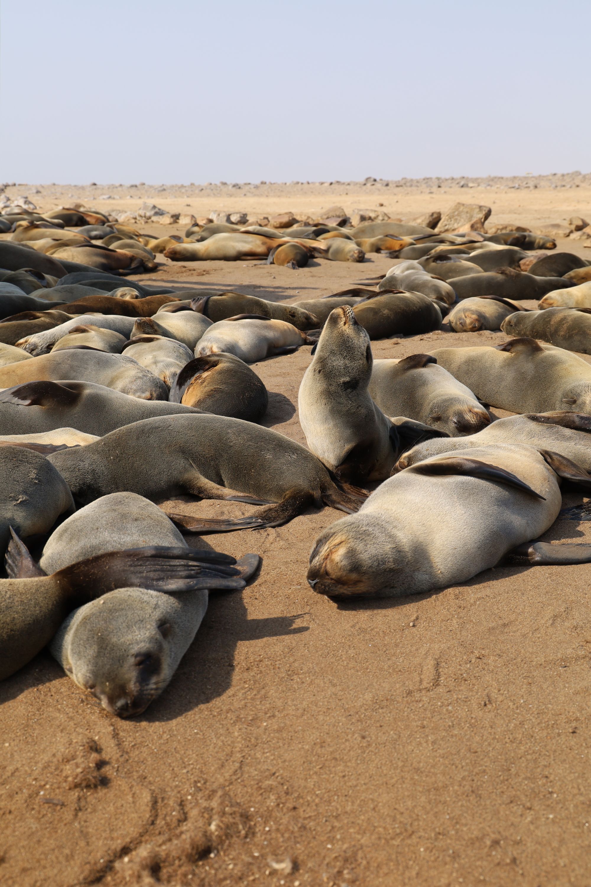 Cape Cross, Henties Bay, Namibia