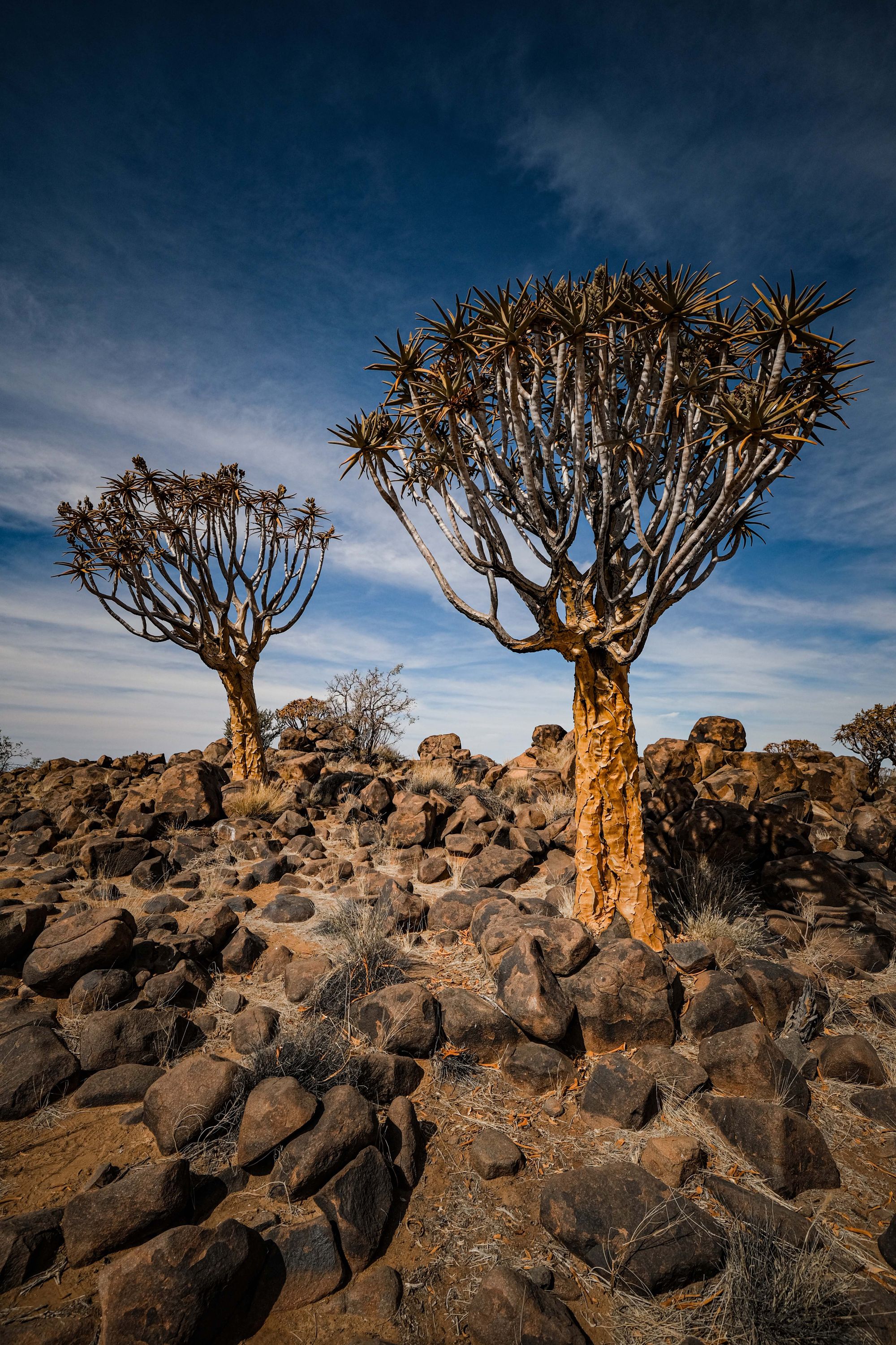 Quiver Tree Forest, Keetmanshoop, Namibia