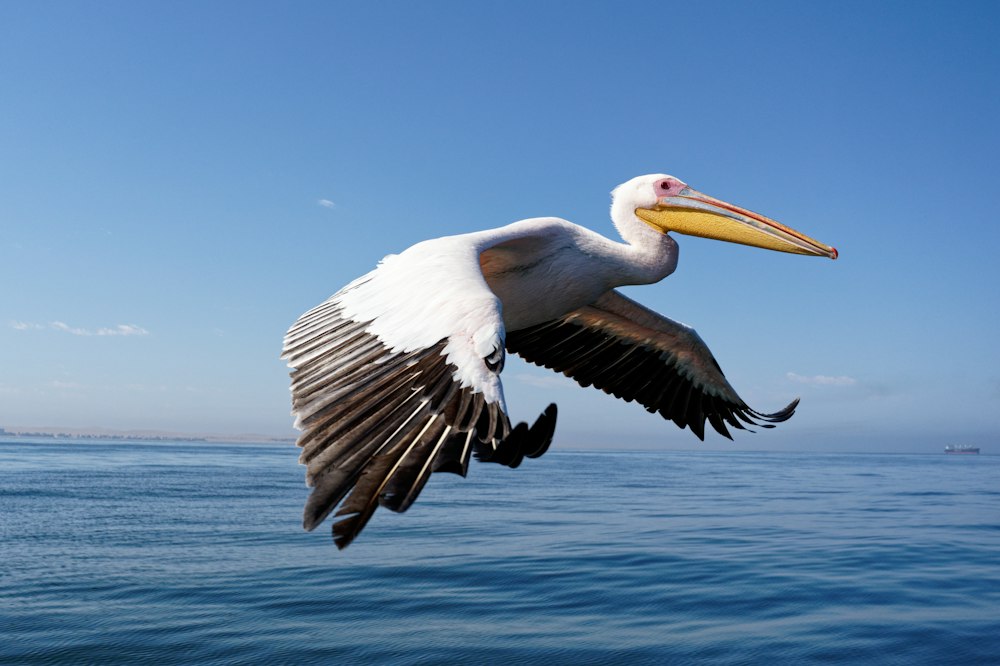 Pelican Point