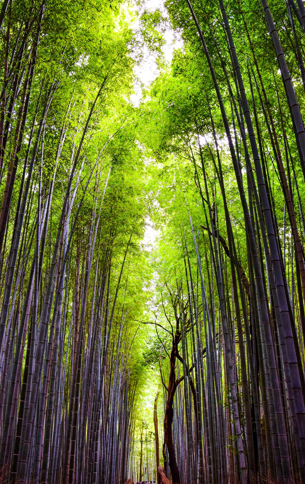 Arashiyama