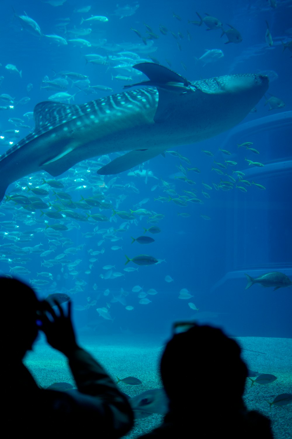 Osaka Aquarium Kaiyukan