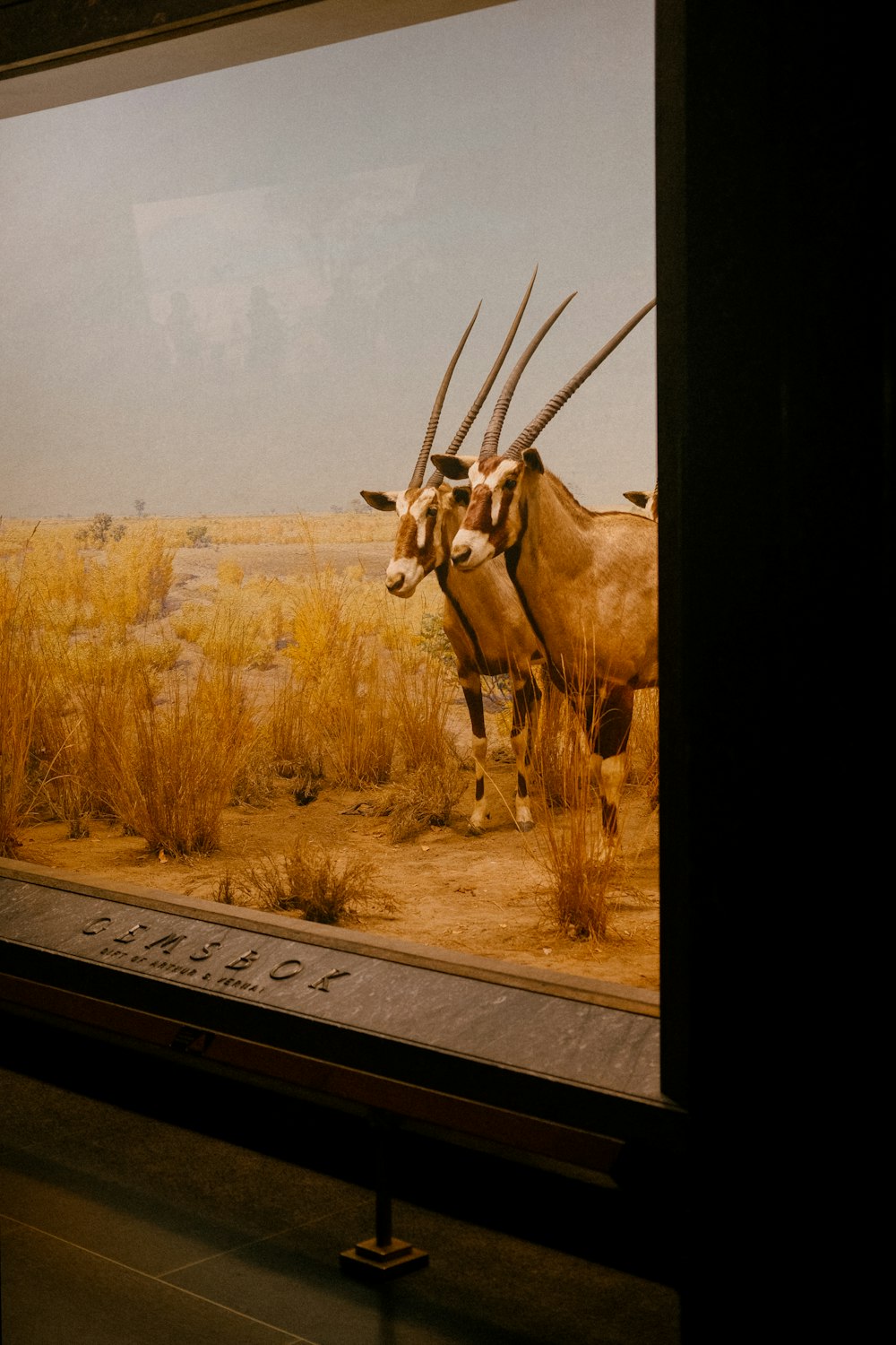 American Museum of Natural History