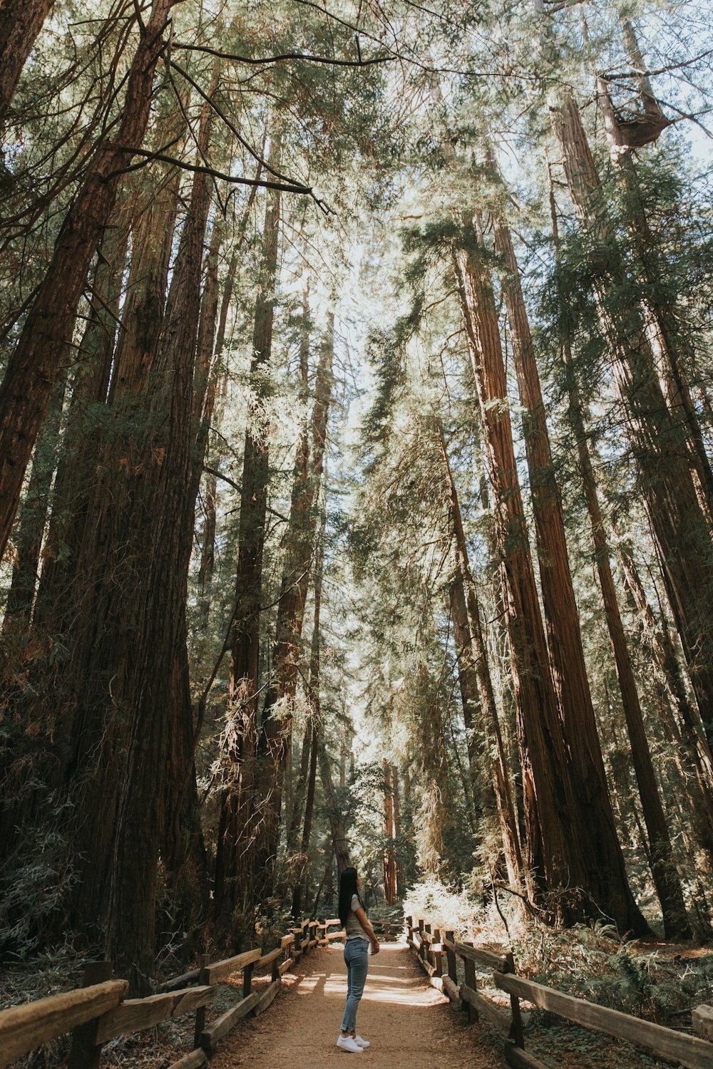 Muir Woods National Monument