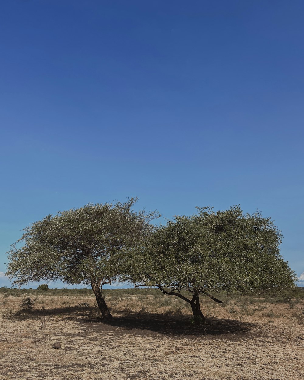 Baluran National Park