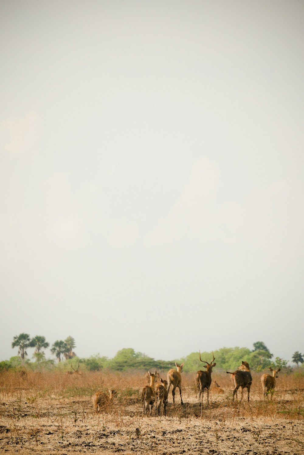 Alas Purwo National Park