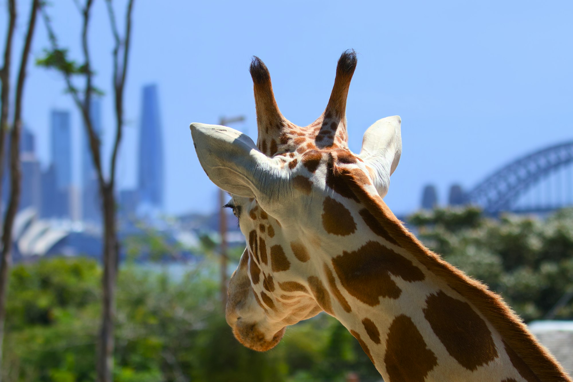 Taronga Zoo, Sydney, Australia