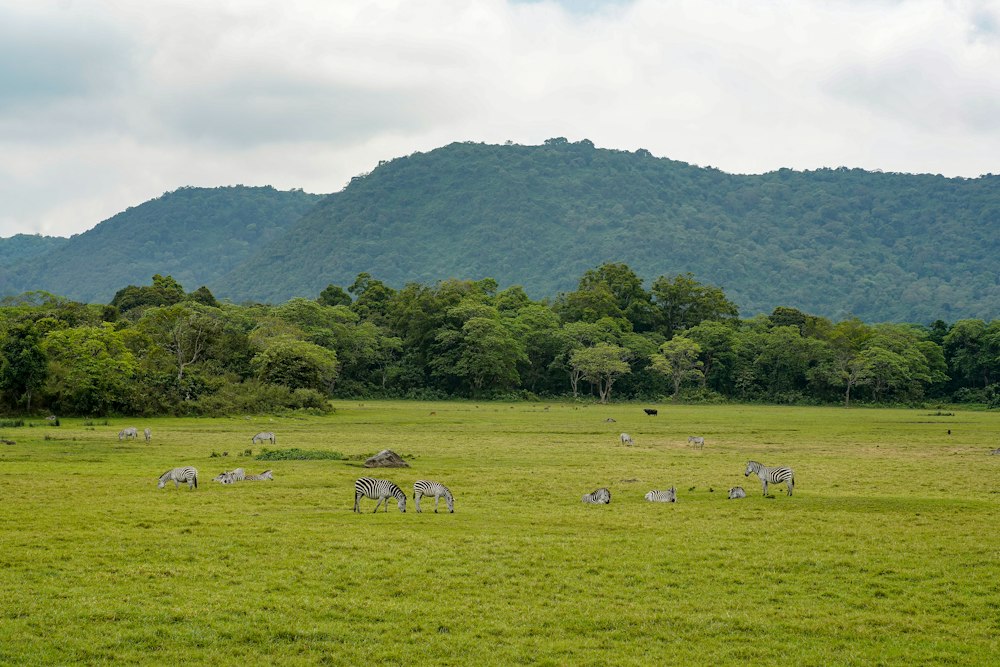 Arusha National Park