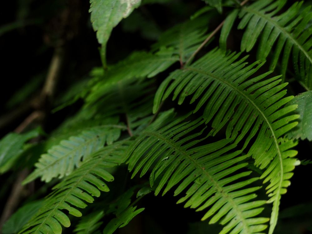 Mabira Forest