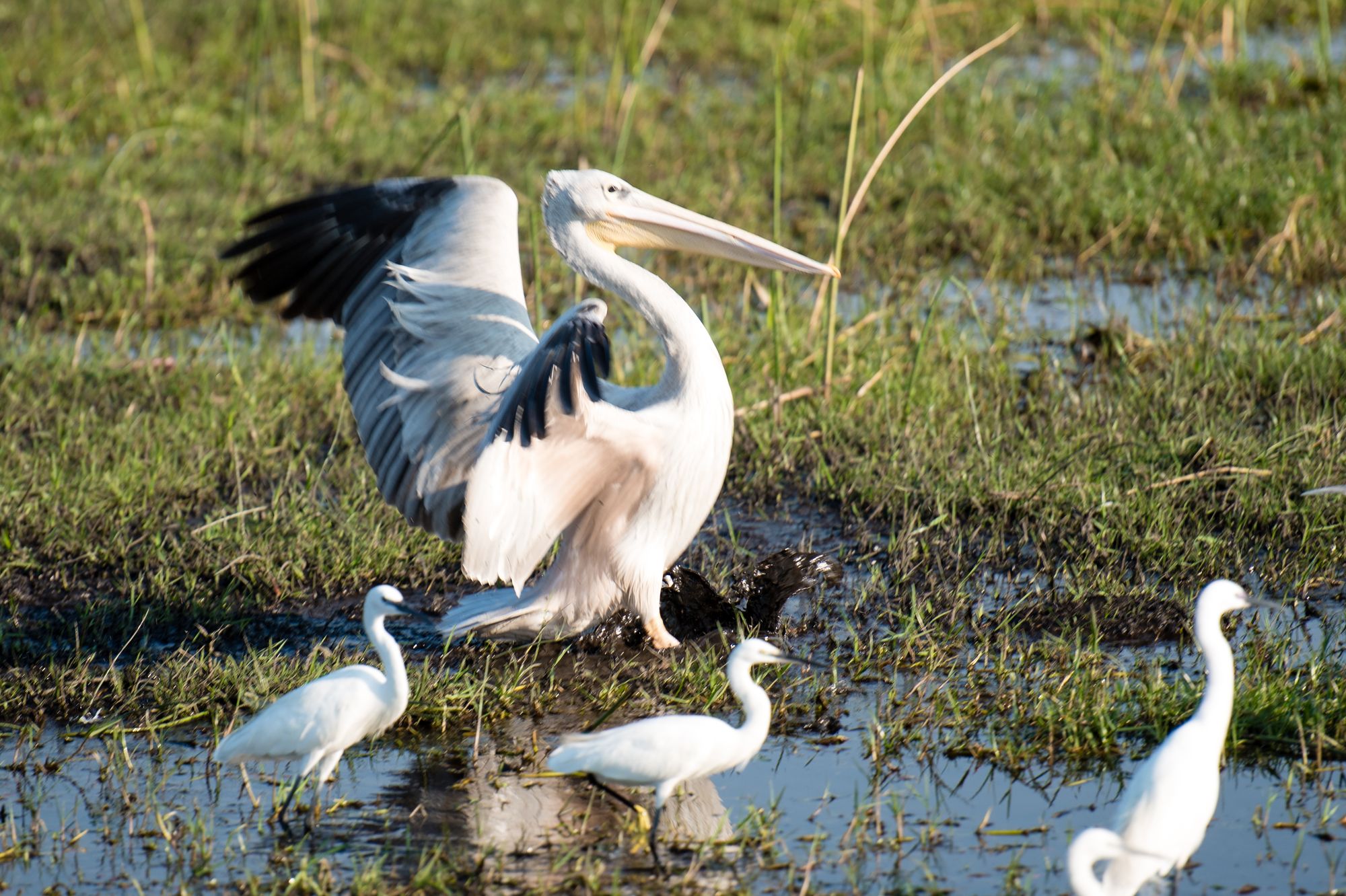 Okavango Delta, Maun, Botswana