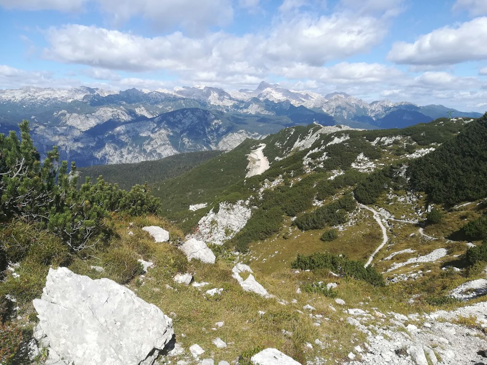 Vogel