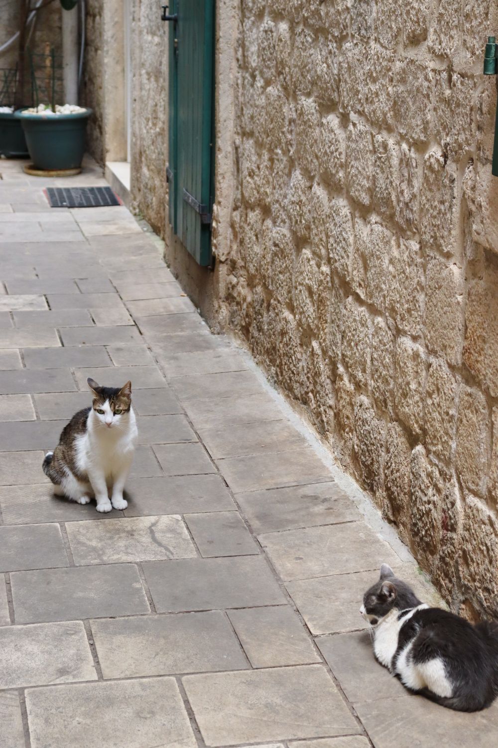 Cats Museum