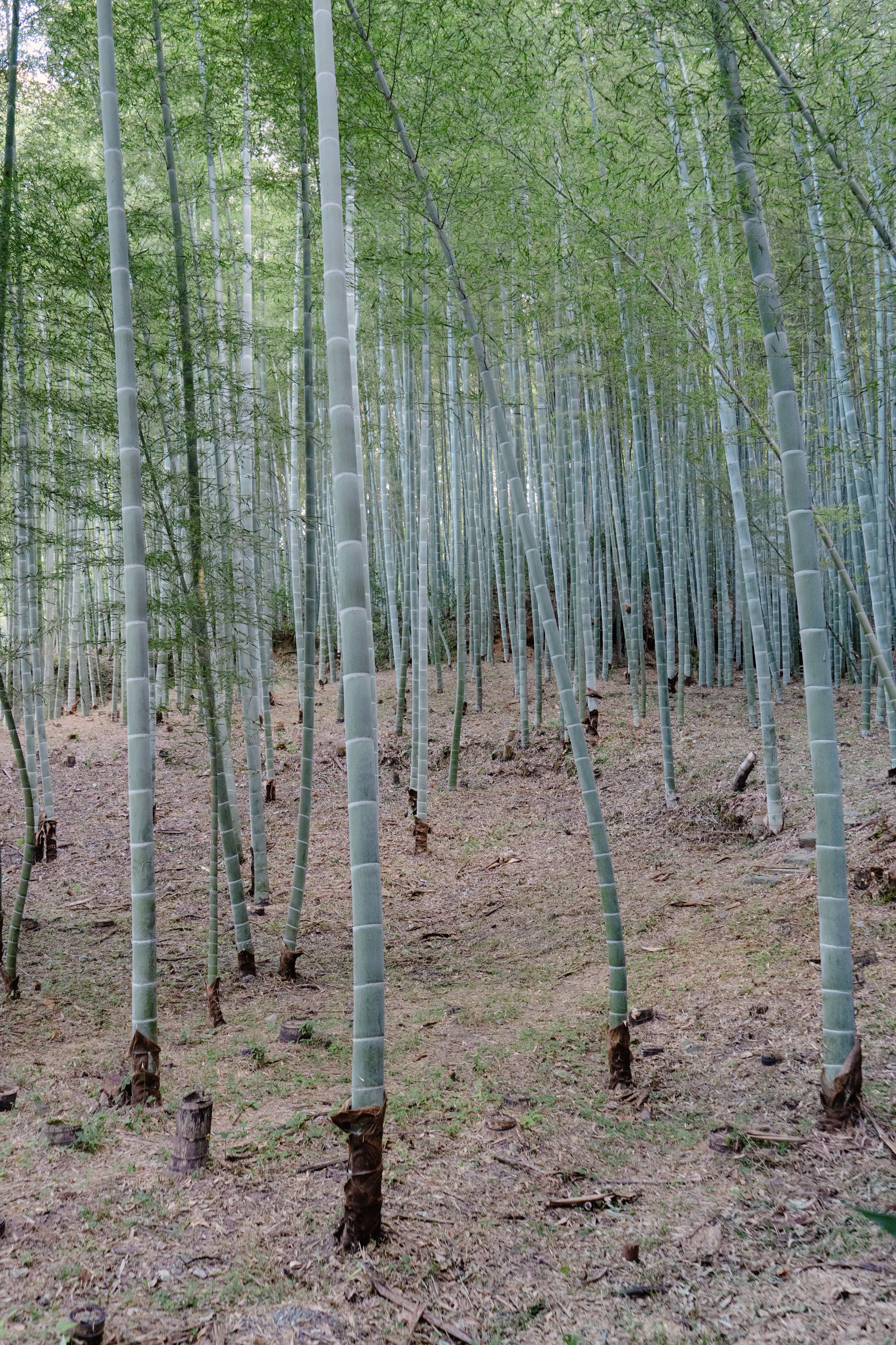Arashiyama Bamboo Grove, Kyoto, Japan