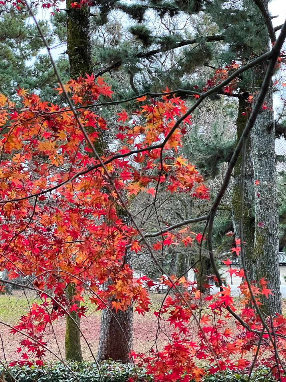 Momiji Corridor