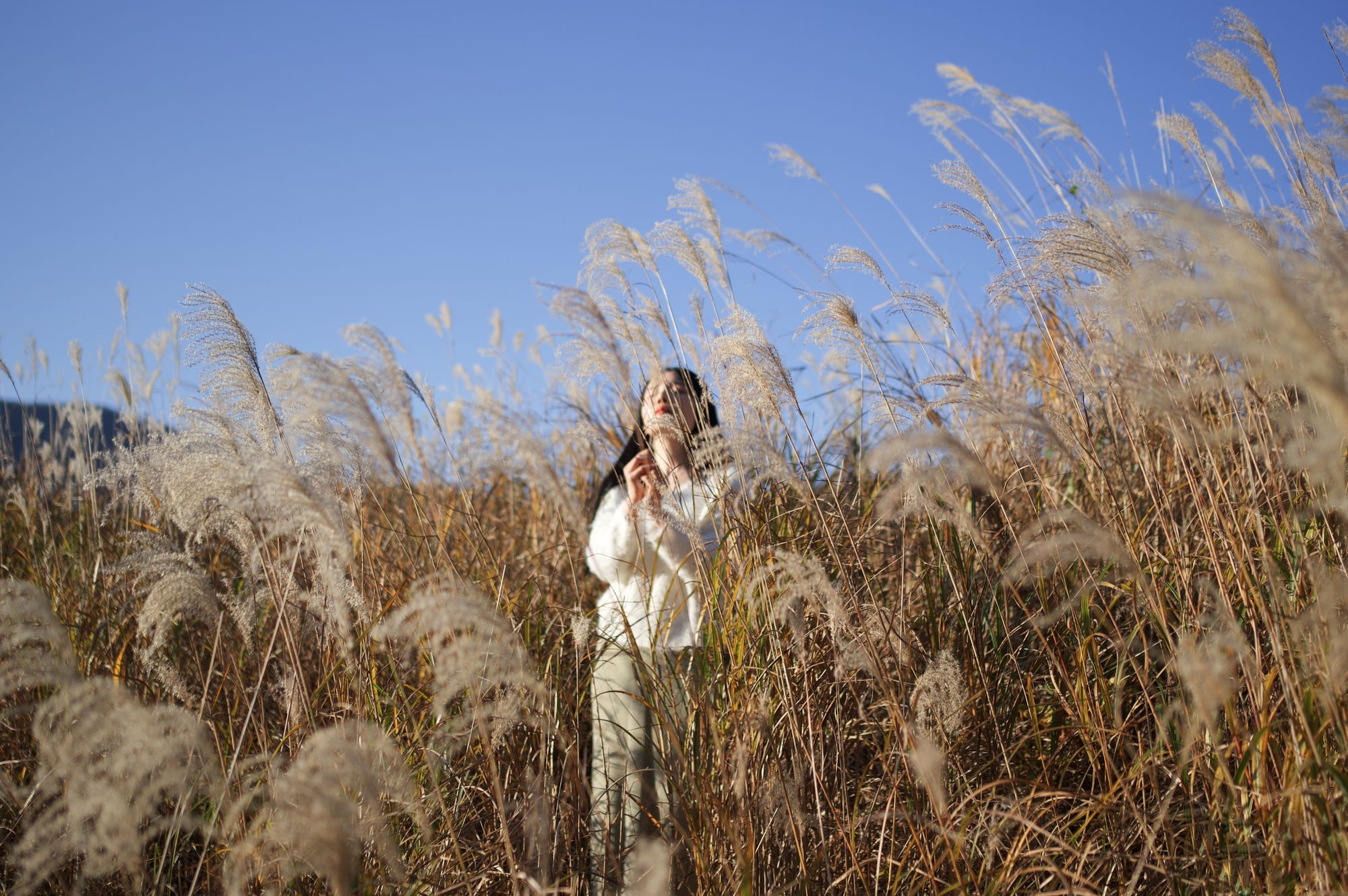 Sengokuhara Pampas Grass Field, Hakone, Japan