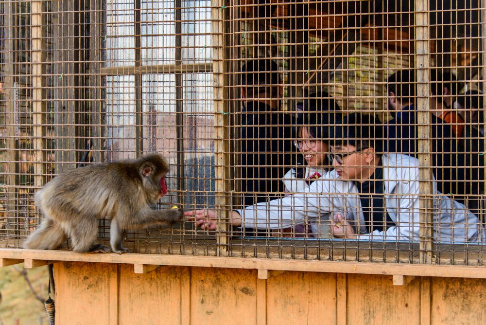 Iwatayama Monkey Park