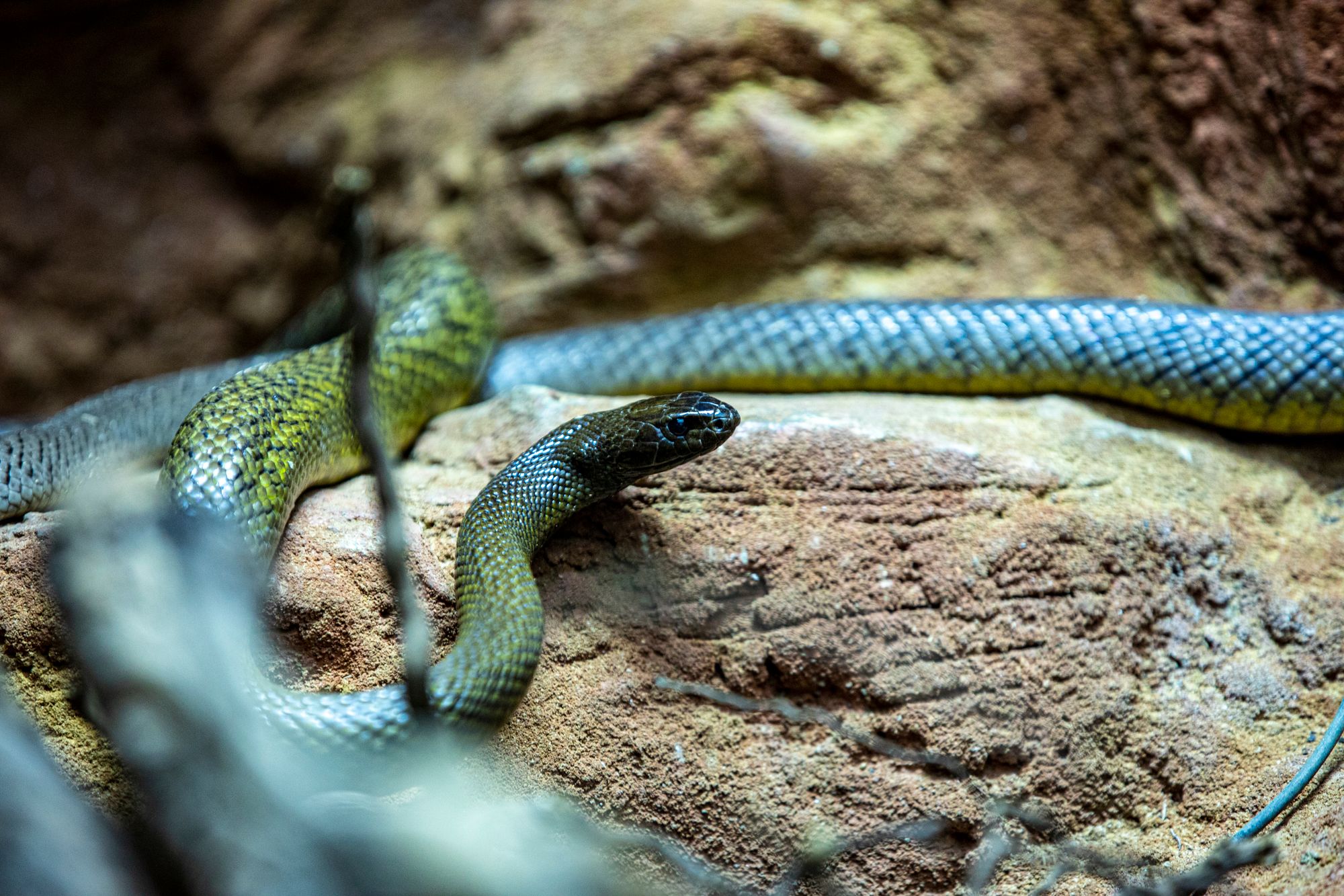 Living Desert Snake Park, Swakopmund, Namibia