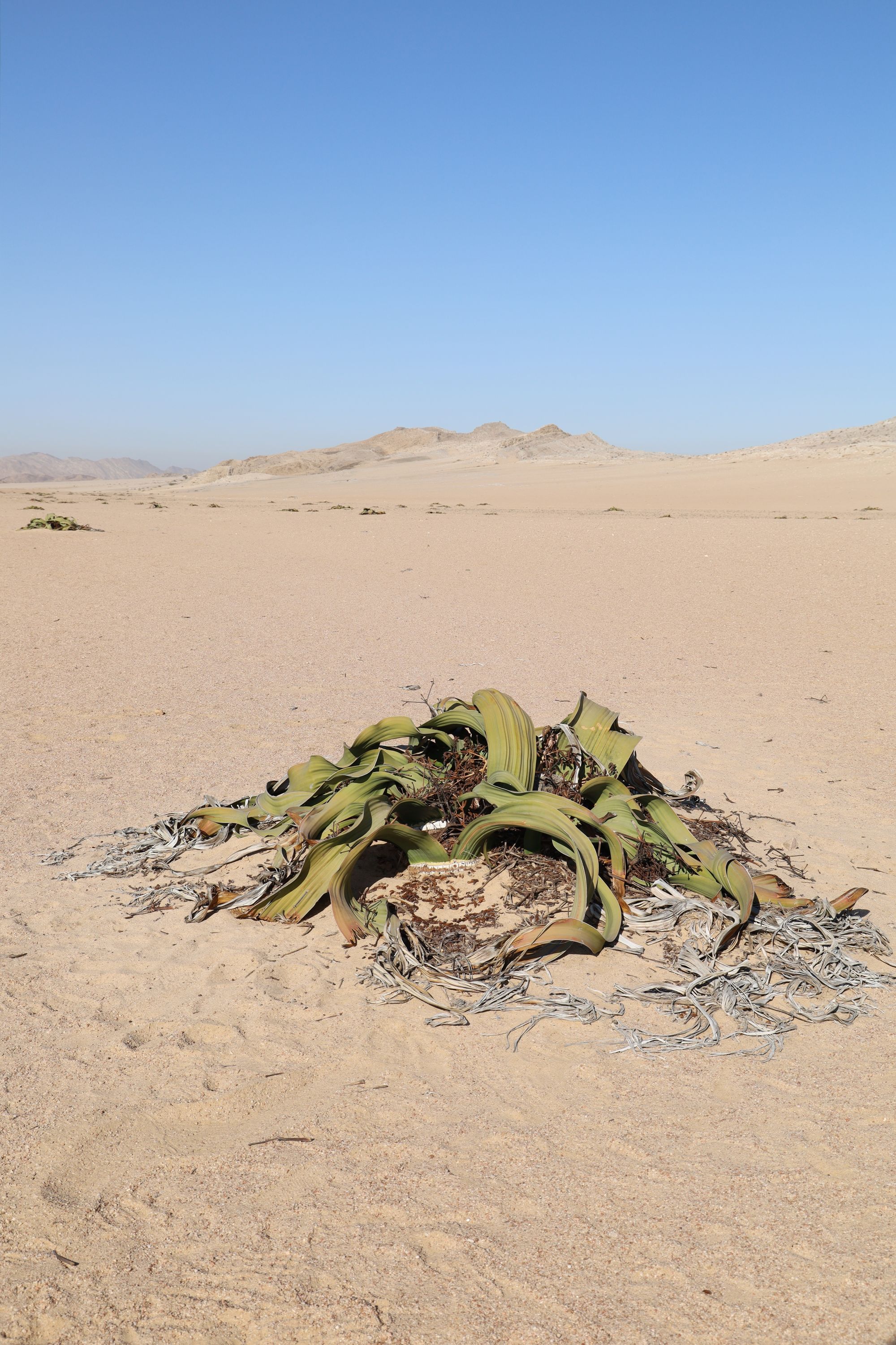 Welwitschia Drive, Swakopmund, Namibia