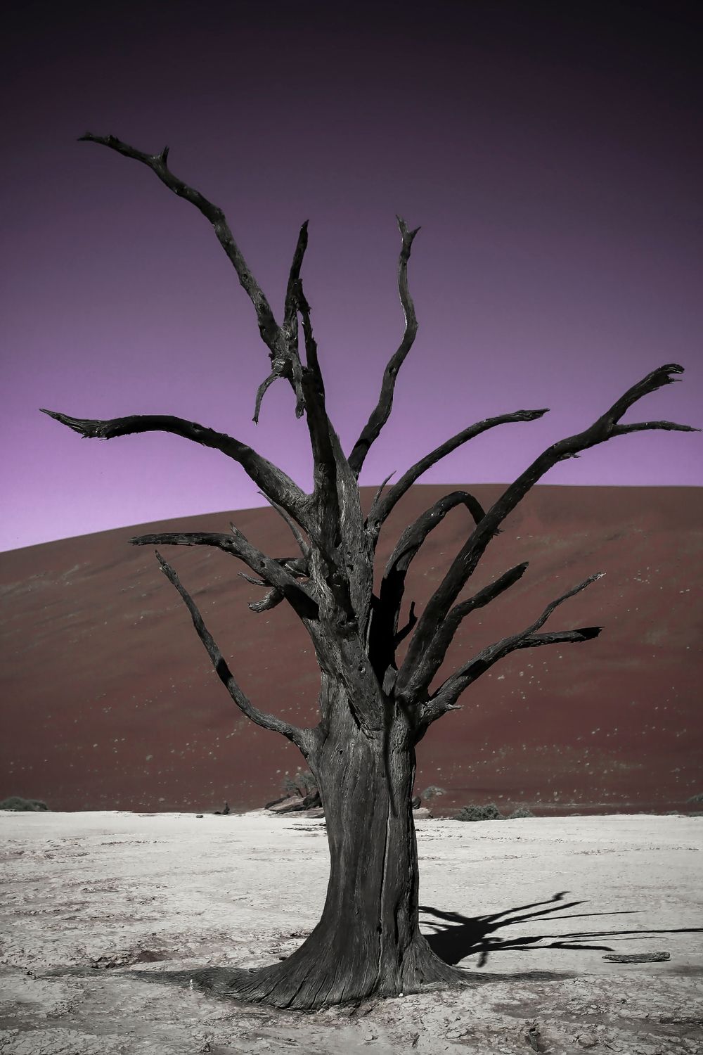 Dead Valley Lodge