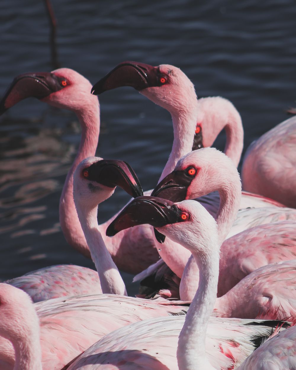 Walvis Bay Bird Sanctuary