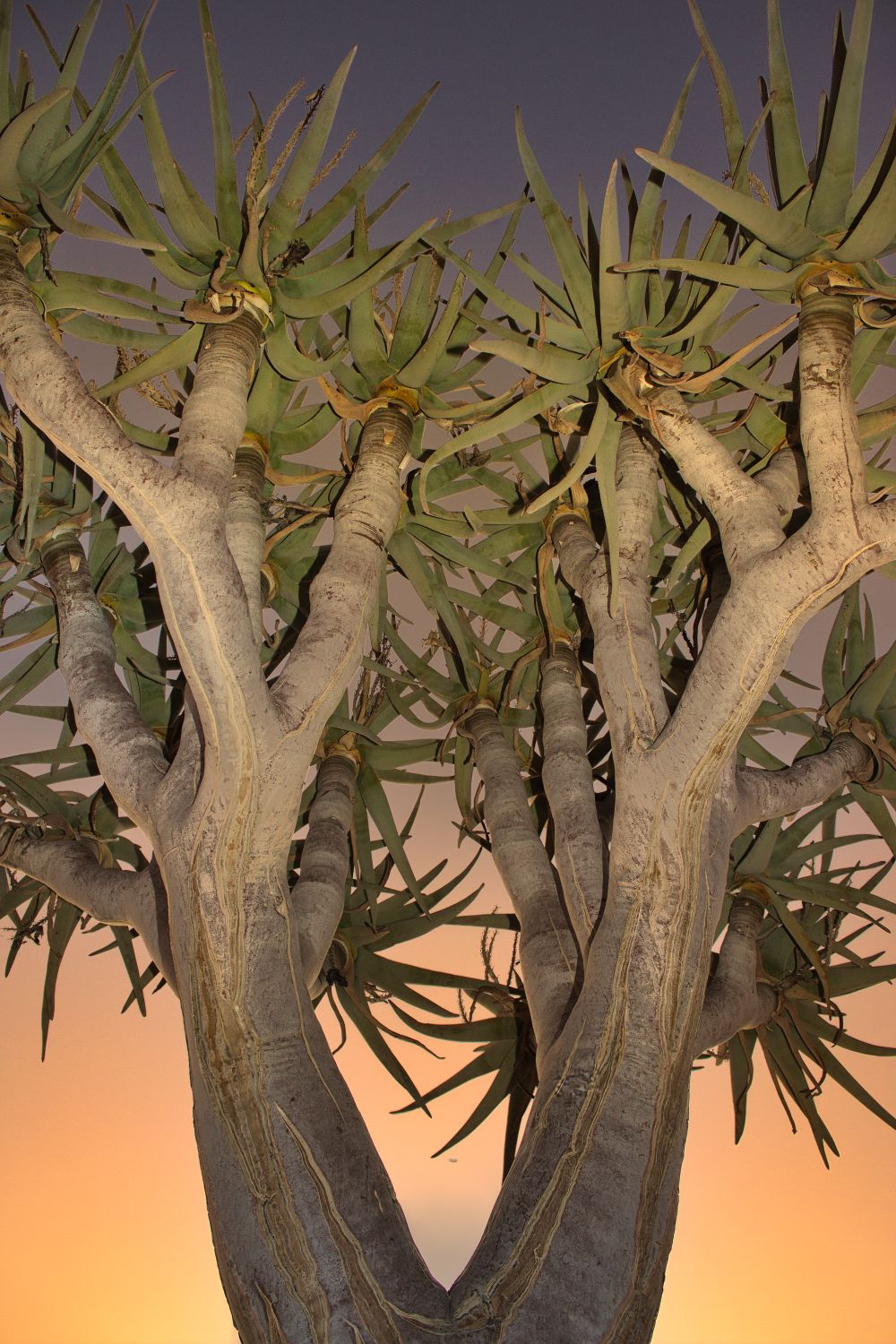National Botanic Garden of Namibia