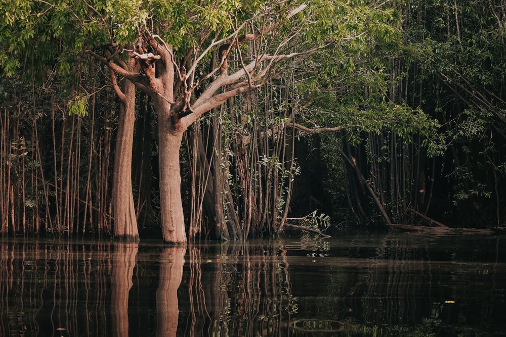 Anavilhanas National Park