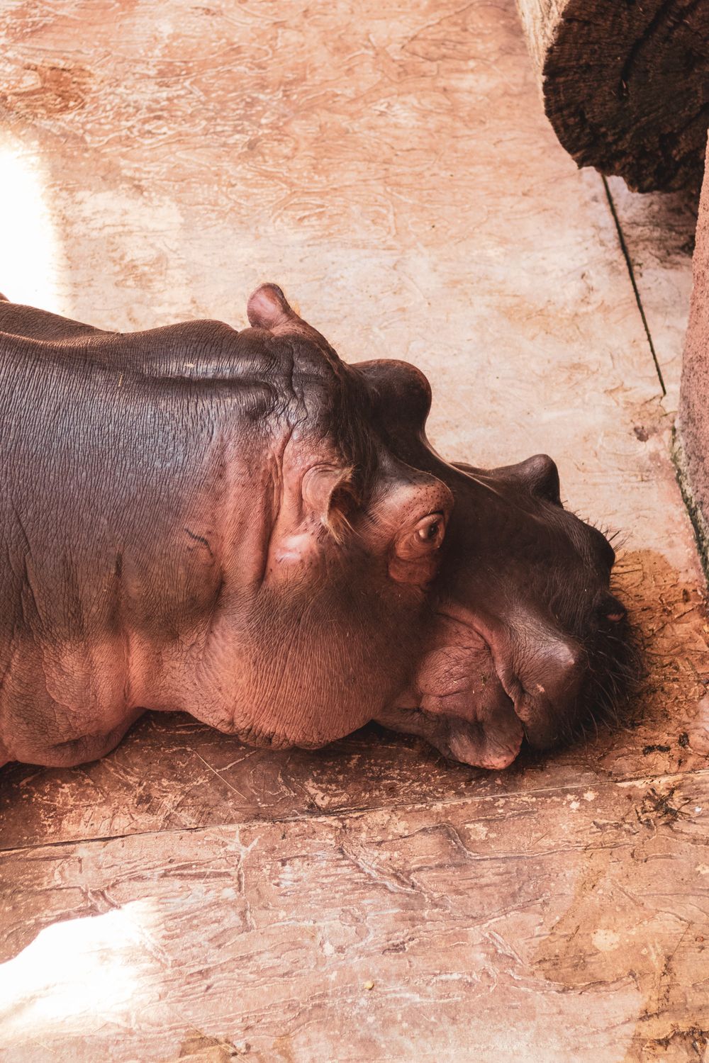 Wrocław Zoo and Afrykarium