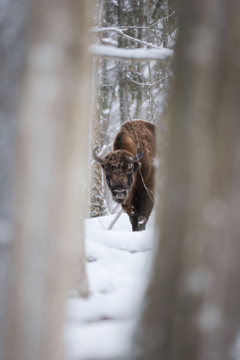 Białowieża National Park