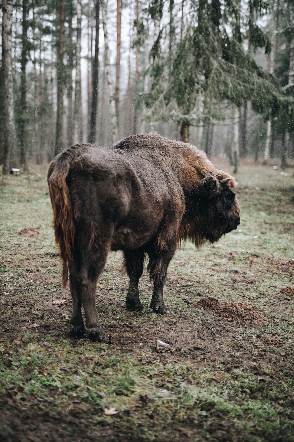 European Bison Show Reserve