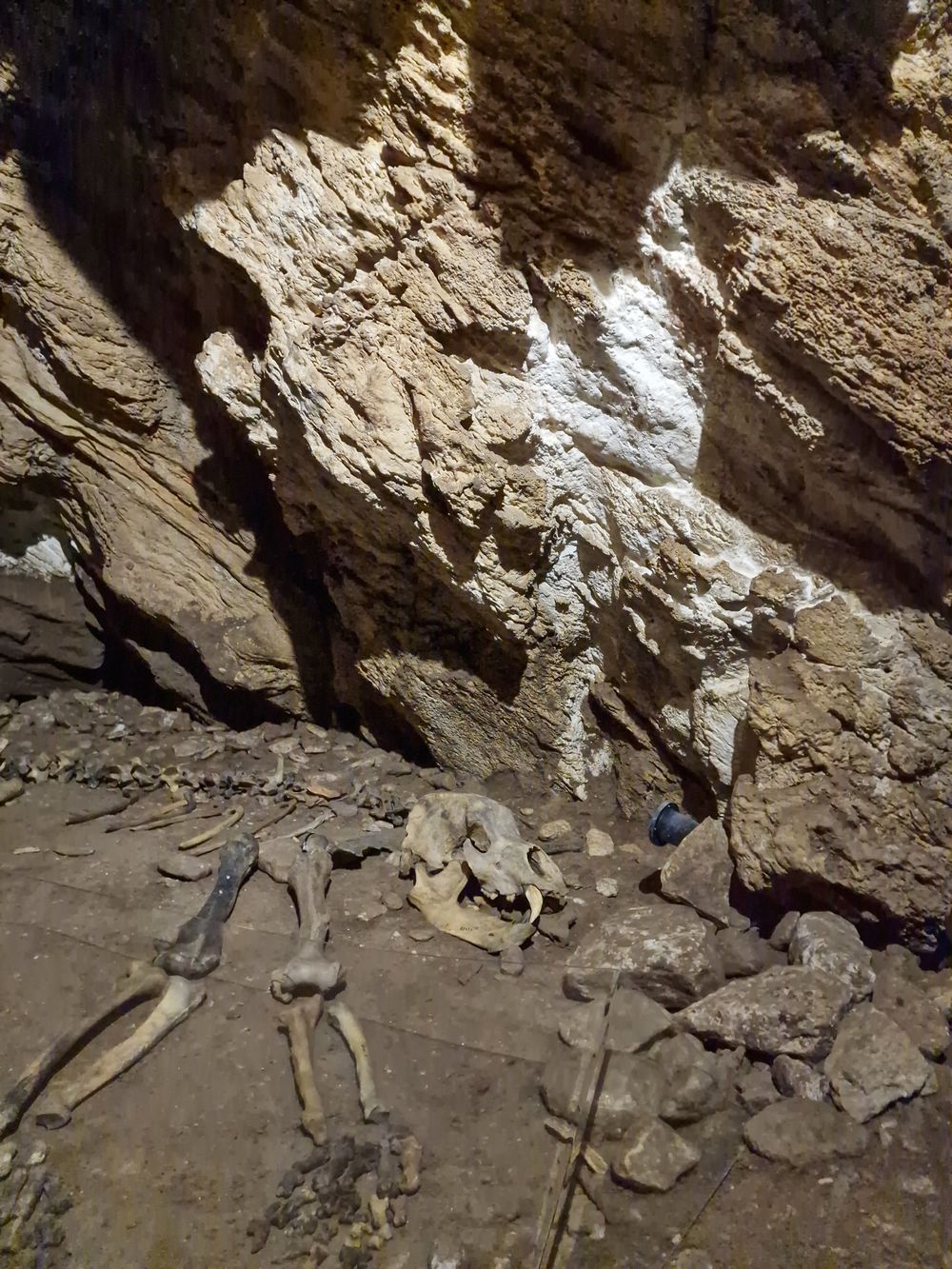 Bear Cave