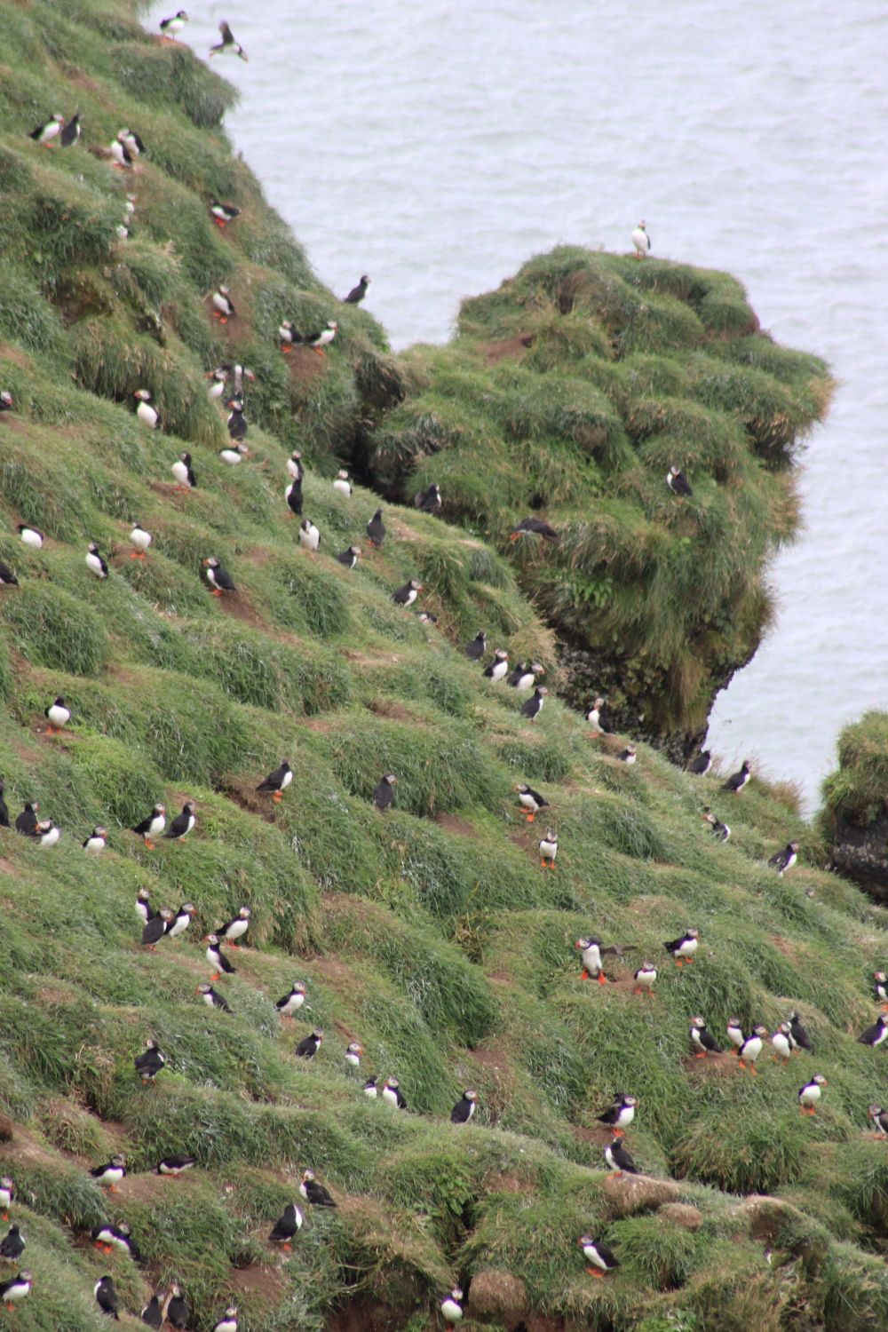 Hafnarhólmi Puffin Colony