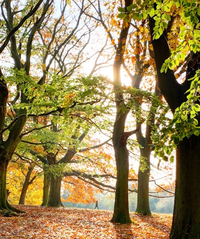 Hampstead Heath