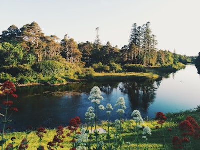 Curraghchase Forest Park