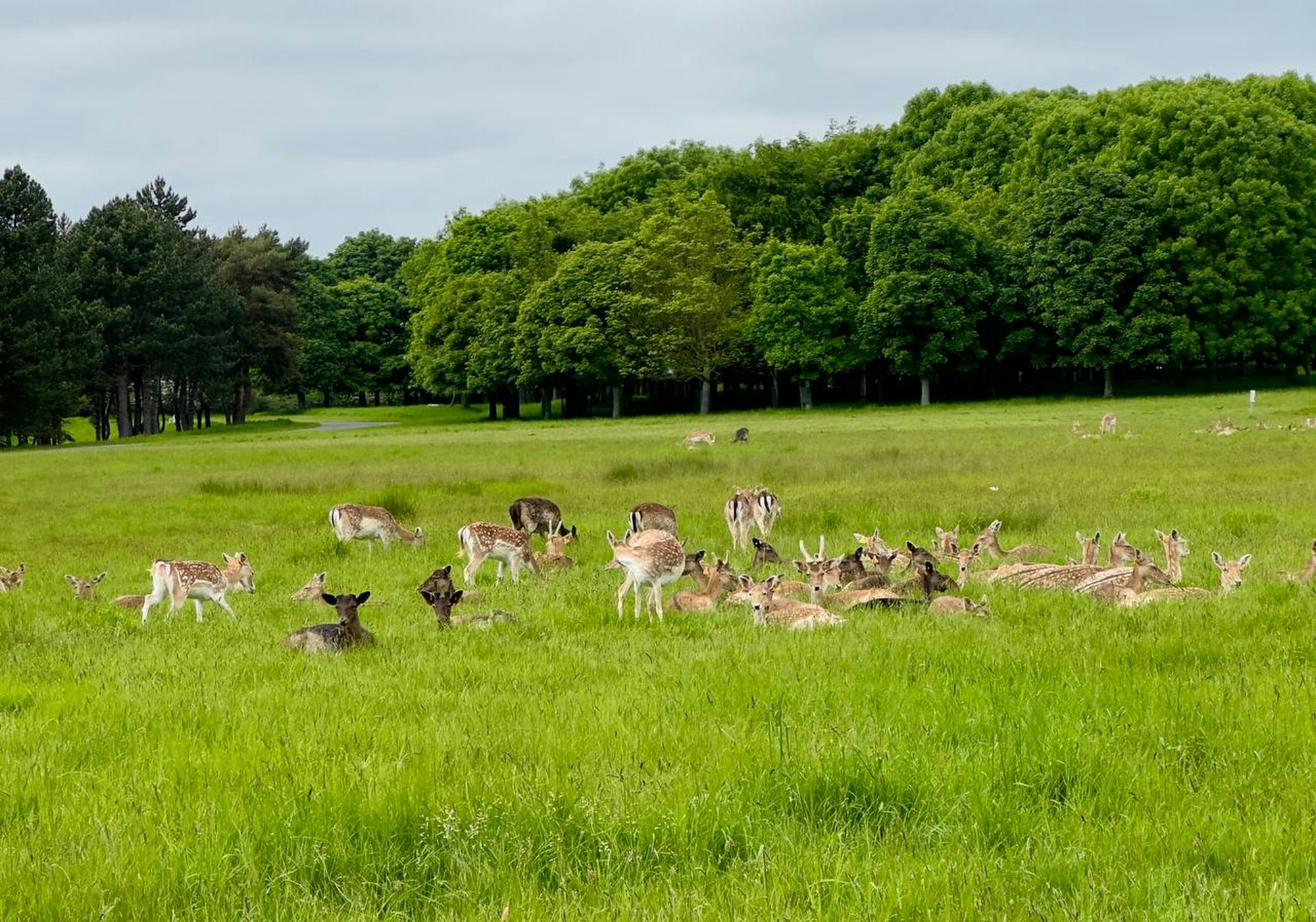 Phoenix Park