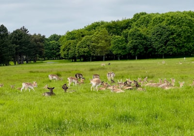 Phoenix Park