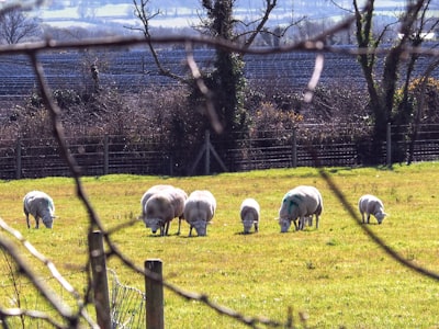 Irish National Heritage Park
