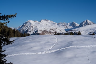 Arosa Bear Sanctuary