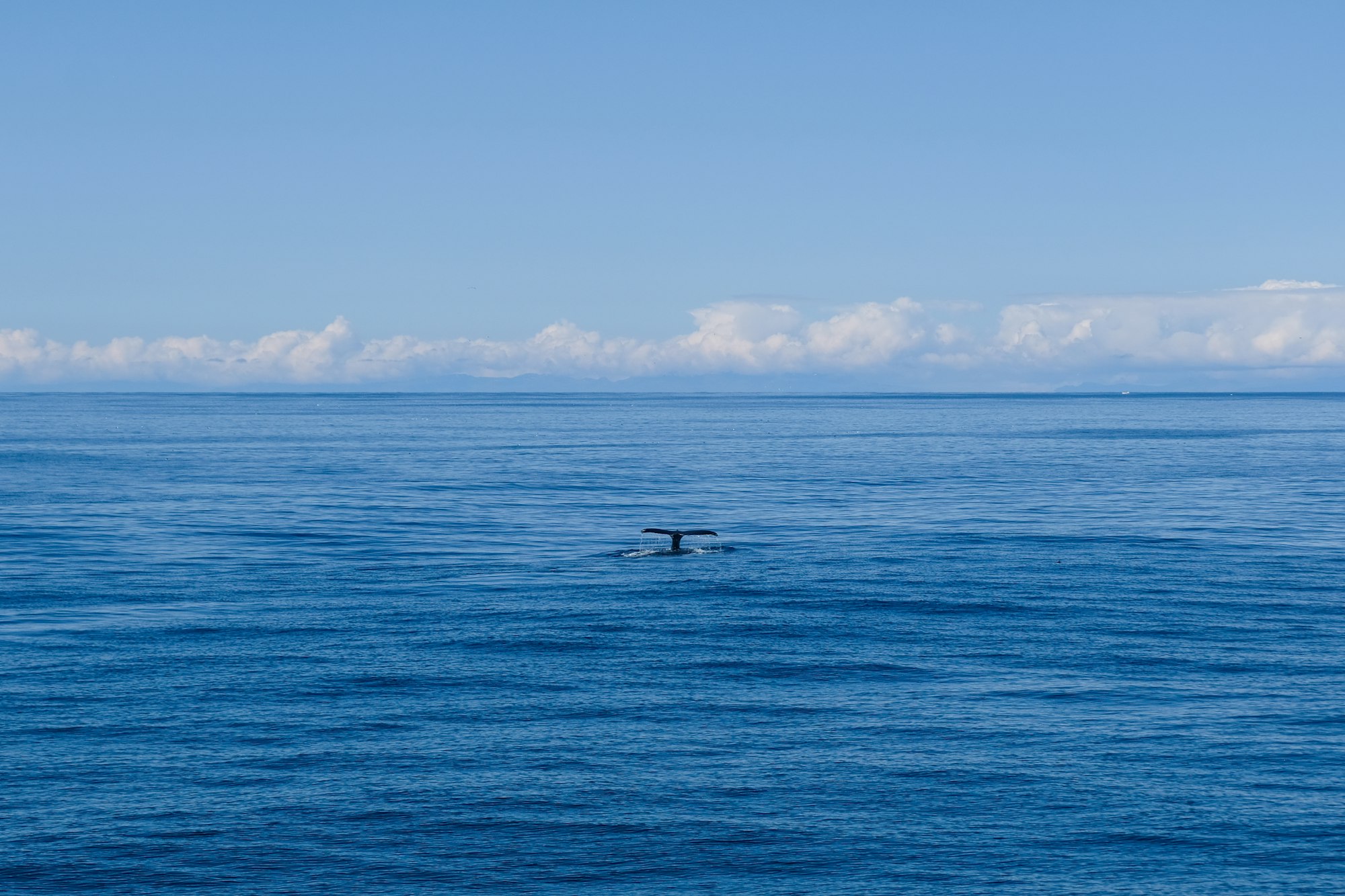 Whales of Iceland