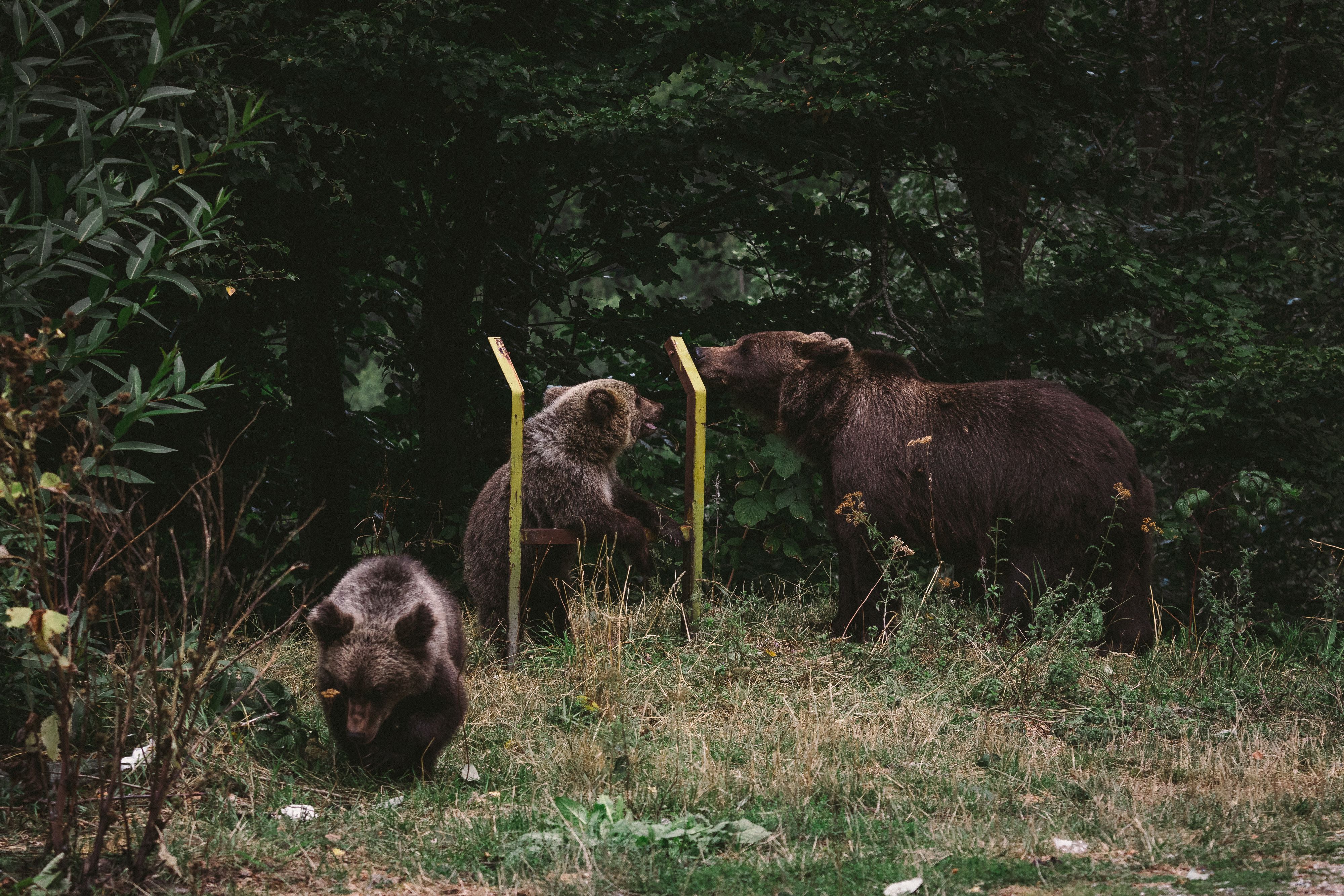 Libearty Bear Sanctuary, Zărnești, Romania