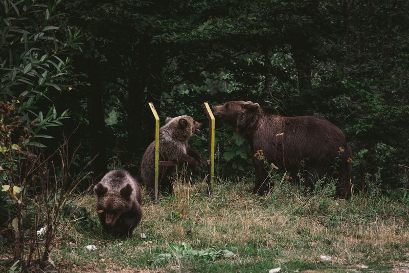 Libearty Bear Sanctuary