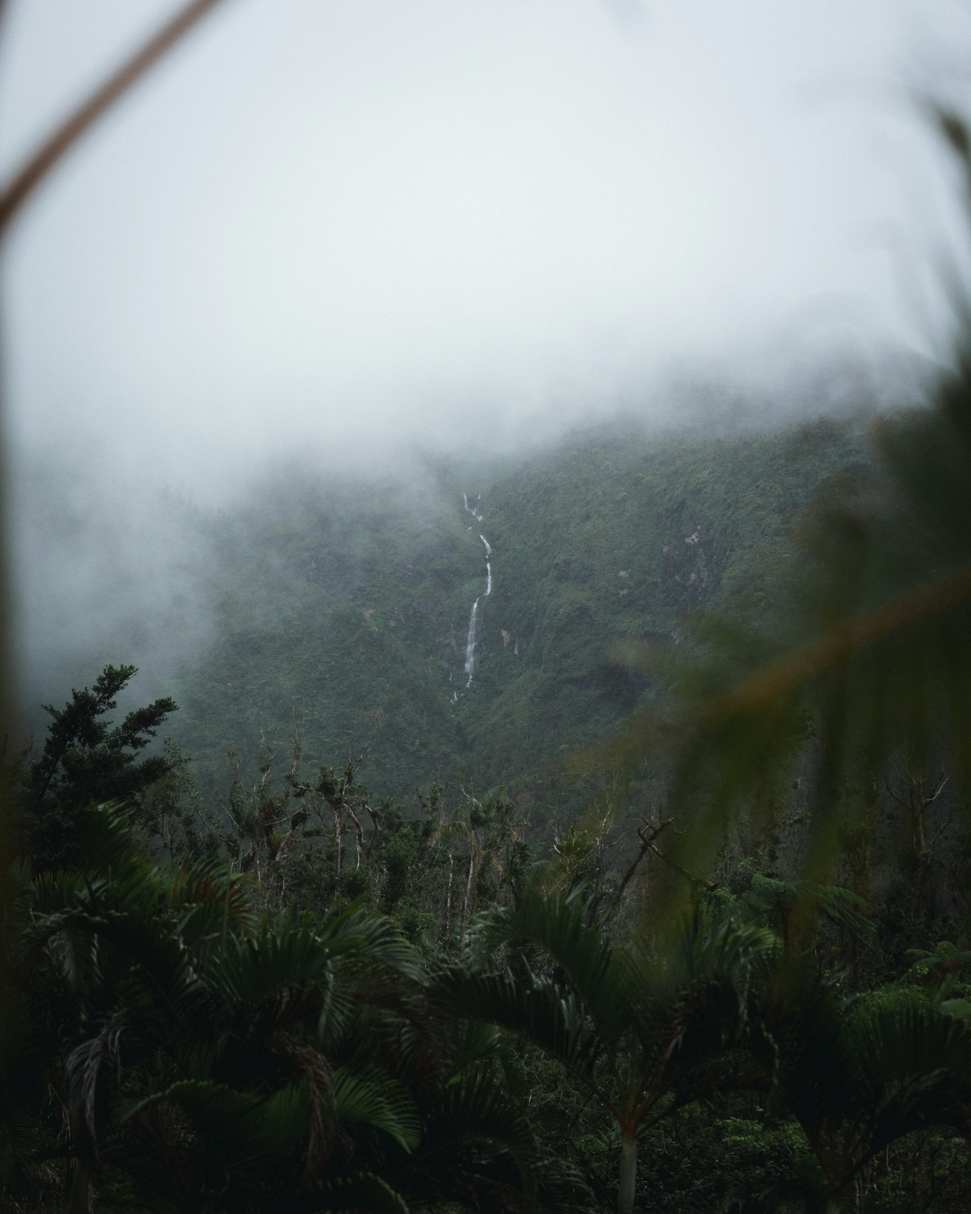 Jungle Bay