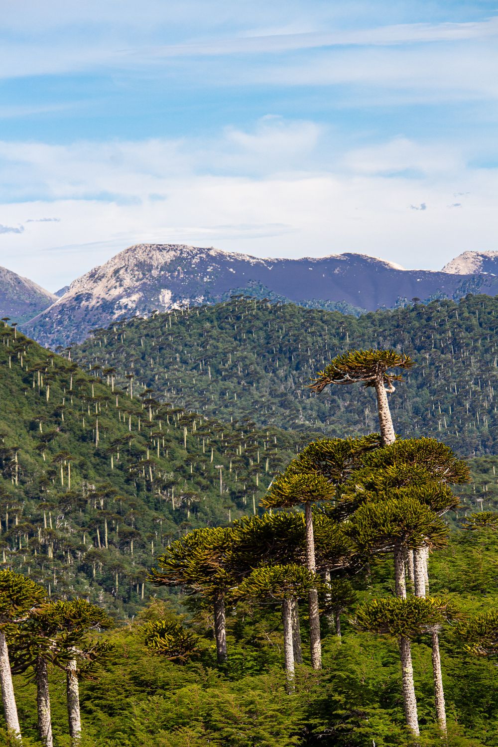 Parque nacional Conguillío