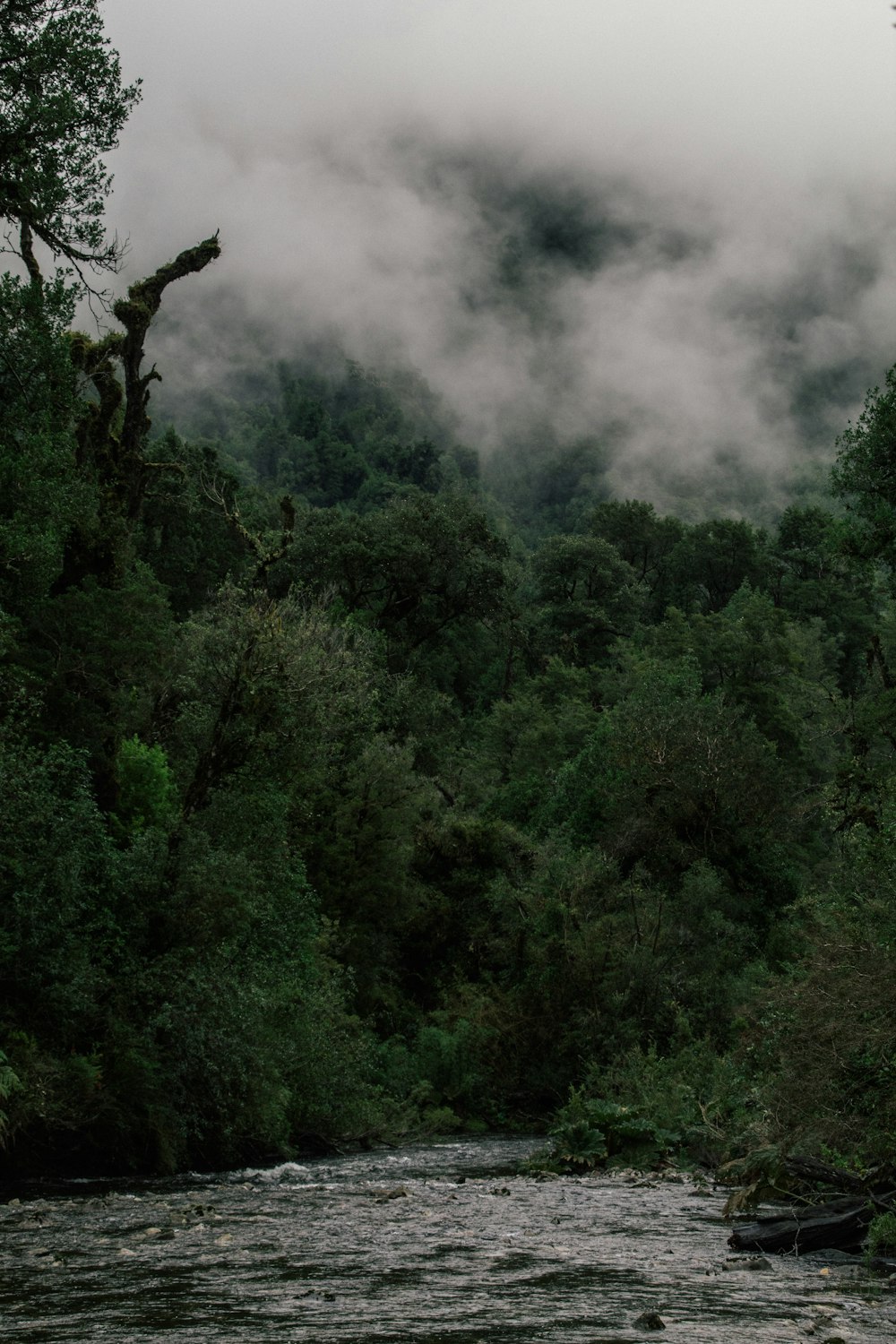 Parque nacional Alerce Andino