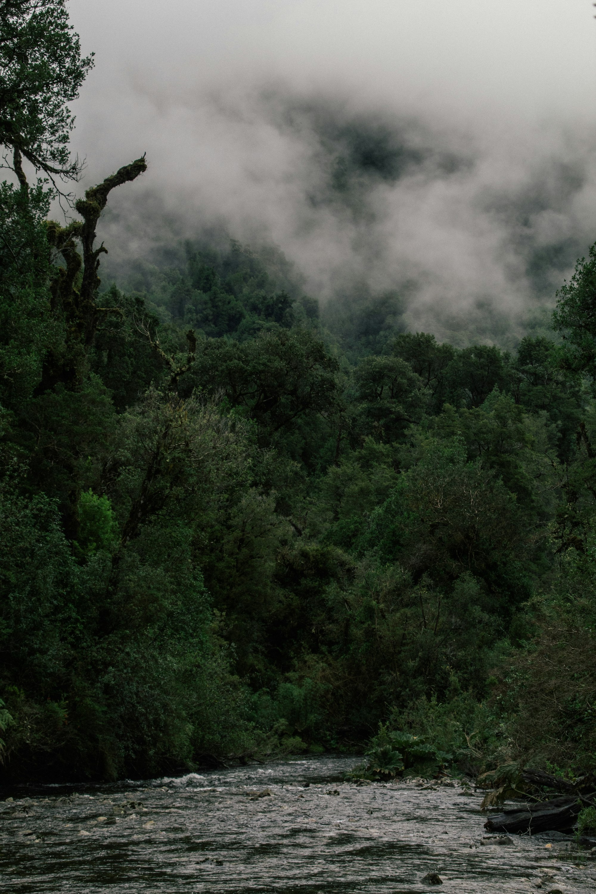 Parque nacional Alerce Andino, Puerto Montt, Chile