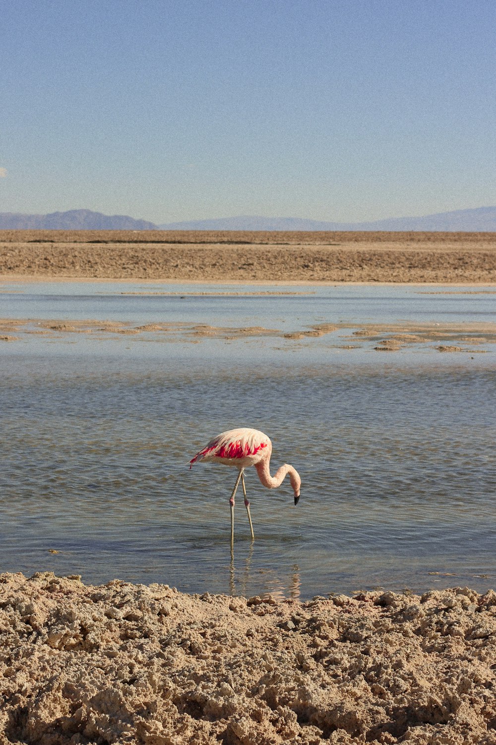 Laguna Cejar