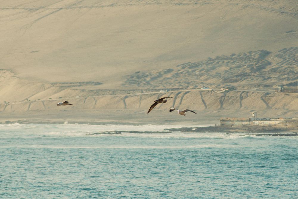 Arica
