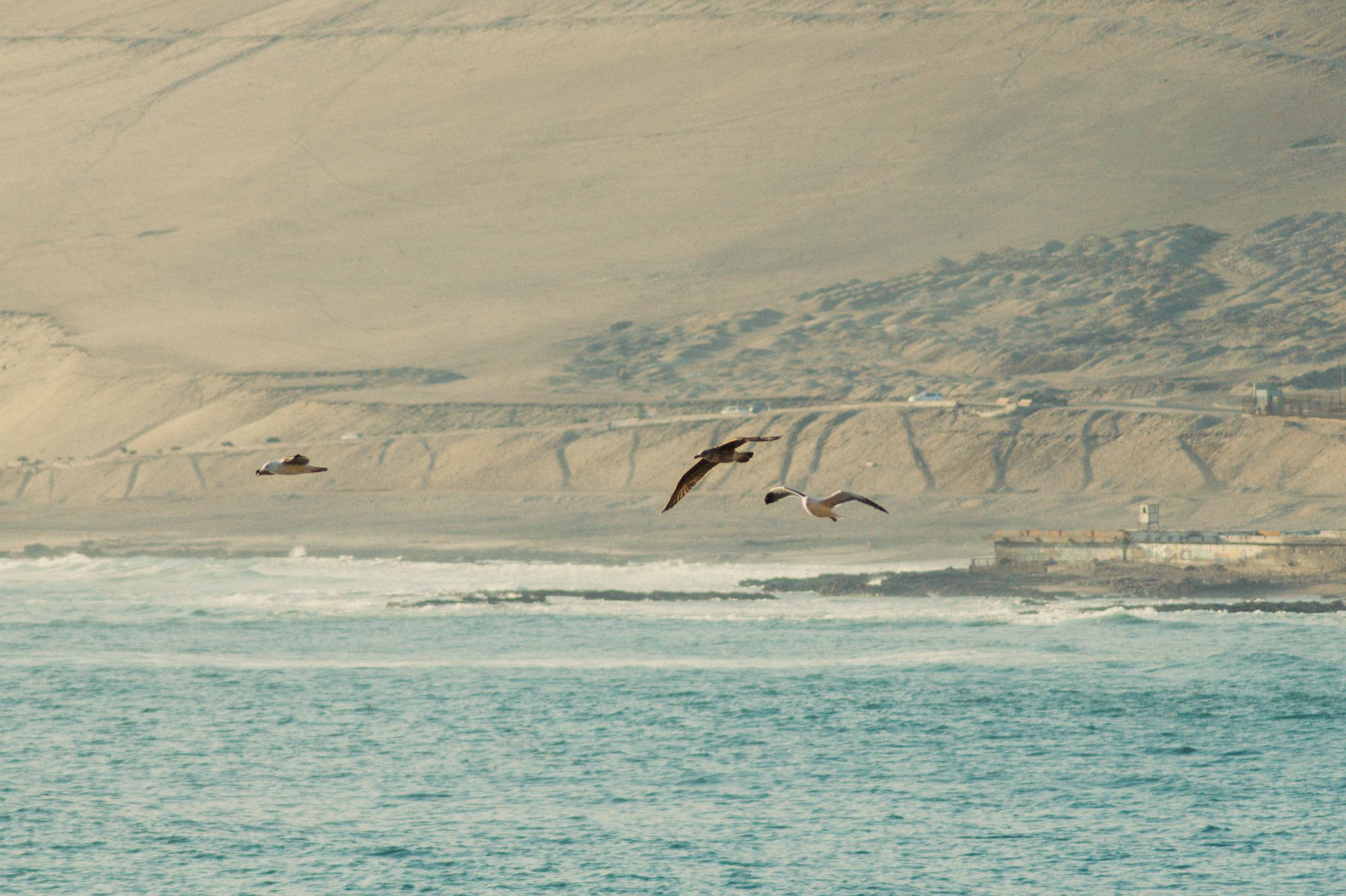 Arica
